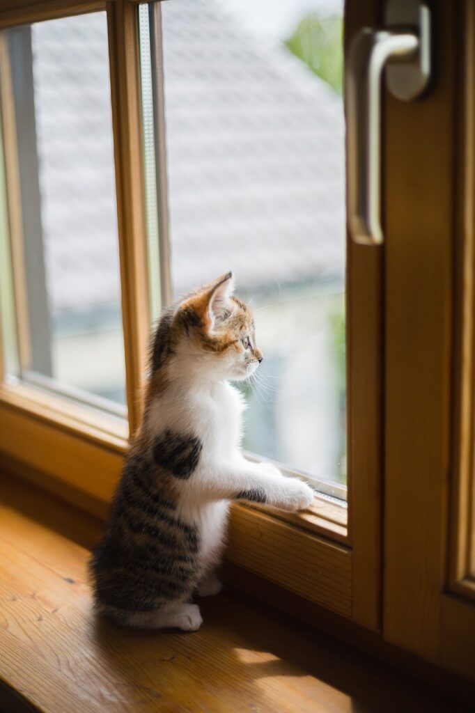 young, cat, window, sad, scratch, wooden windows, sad, sad, sad, animal, sad, pet, sad
